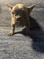 Stormi , a female French Bulldog for sale in Brooklyn, NY – 2 of 6