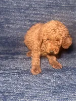 Rudy, a female Poodle - Miniature  for sale in Brooklyn, NY – 2 of 8