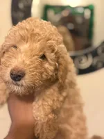 Zion , a male Poodle - Miniature  for sale in Brooklyn, NY – Photo 3 of 4