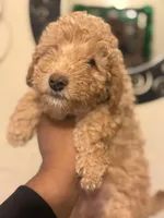 Zion , a male Poodle - Miniature  for sale in Brooklyn, NY – Photo 1 of 4