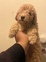 Zion , a male Poodle - Miniature  for sale in Brooklyn, NY – Photo 2 of 4