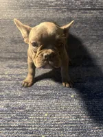 Stormi , a female French Bulldog for sale in Brooklyn, NY – 6 of 6