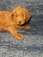 Rudy, a female Poodle - Miniature  for sale in Brooklyn, NY – 8 of 8