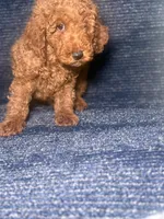 Rudy, a female Poodle - Miniature  for sale in Brooklyn, NY – 4 of 8