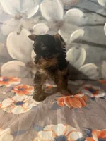 Milo, a male Yorkshire Terrier for sale in Brooklyn, NY – Photo 2 of 7