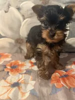 Milo, a male Yorkshire Terrier for sale in Brooklyn, NY – Photo 1 of 7