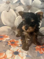 Milo, a male Yorkshire Terrier for sale in Brooklyn, NY – Photo 7 of 7