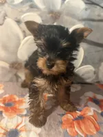 Milo, a male Yorkshire Terrier for sale in Brooklyn, NY – Photo 4 of 7