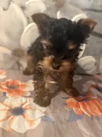 Milo, a male Yorkshire Terrier for sale in Brooklyn, NY – Photo 3 of 7