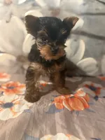 Milo, a male Yorkshire Terrier for sale in Brooklyn, NY – Photo 6 of 7