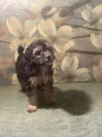 processed/c405adc1-5459-47b2-b871-747f39e47d47/listing/d493a163-fc36-4003-aaf5-ab1399d20e9b/43215e45-4d05-4445-ae20-45c632308028