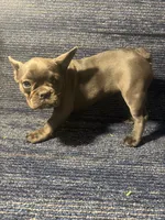 Stormi , a female French Bulldog for sale in Brooklyn, NY – 3 of 6