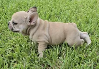 Maximus, a male French Bulldog for sale in Houston, TX – 4 of 8