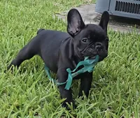 Char Cole, a male French Bulldog for sale in Houston, TX – 4 of 5