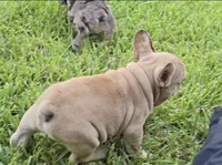 Maximus, a male French Bulldog for sale in Houston, TX – 7 of 8