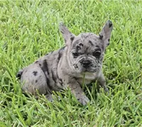 Heidi , a female French Bulldog for sale in Houston, TX – 3 of 10