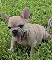 Maximus, a male French Bulldog for sale in Houston, TX – 3 of 8