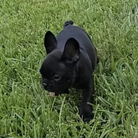 Char Cole , a male French Bulldog for sale in Houston, TX – 7 of 9