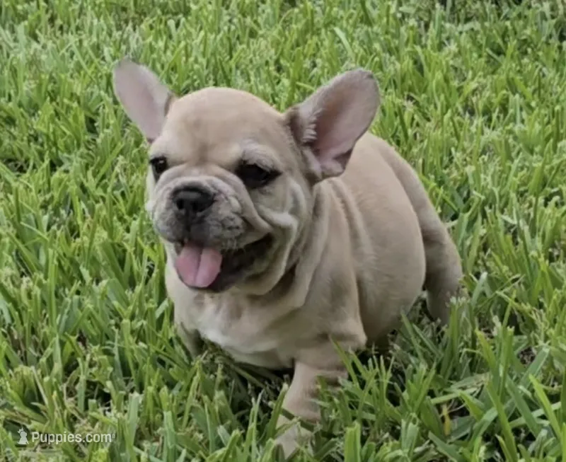 Maximus – French Bulldog puppy for sale in Houston, TX