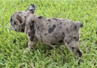 Heidi , a female French Bulldog for sale in Houston, TX – 9 of 10