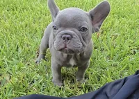 Felix, a male French Bulldog for sale in Houston, TX – 2 of 7