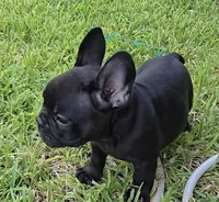 Char Cole, a male French Bulldog for sale in Houston, TX – 3 of 5