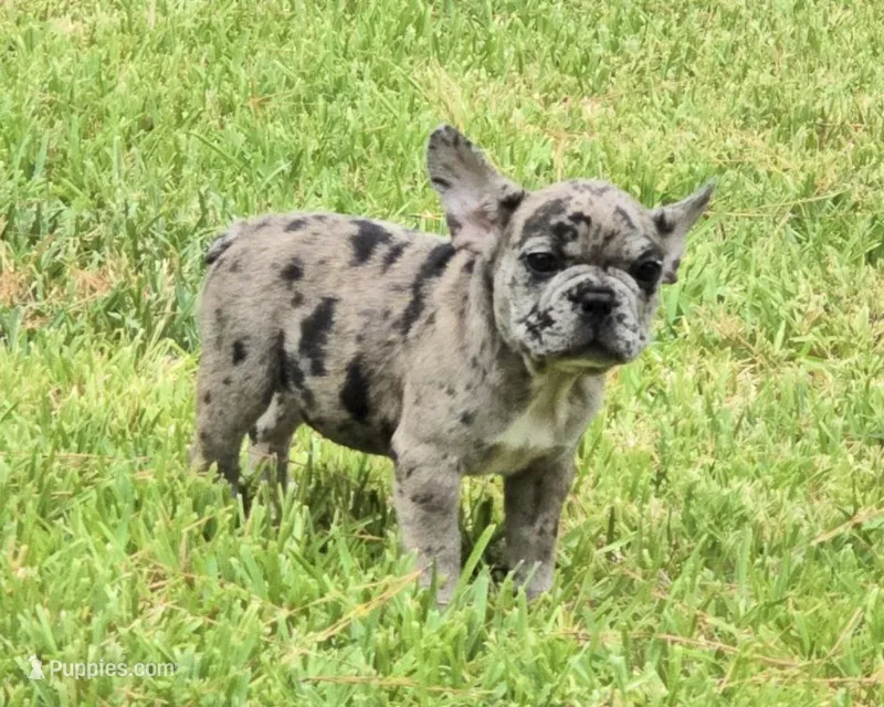 Heidi – French Bulldog puppy for sale in Houston, TX