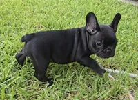 Char Cole , a male French Bulldog for sale in Houston, TX – 9 of 9