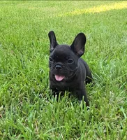 Char Cole , a male French Bulldog for sale in Houston, TX – 5 of 9