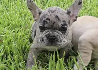 Heidi , a female French Bulldog for sale in Houston, TX – 4 of 10