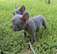 Felix, a male French Bulldog for sale in Houston, TX – 3 of 7