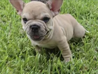 Maximus, a male French Bulldog for sale in Houston, TX – 2 of 8