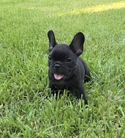 Char Cole , a male French Bulldog for sale in Houston, TX – 2 of 9