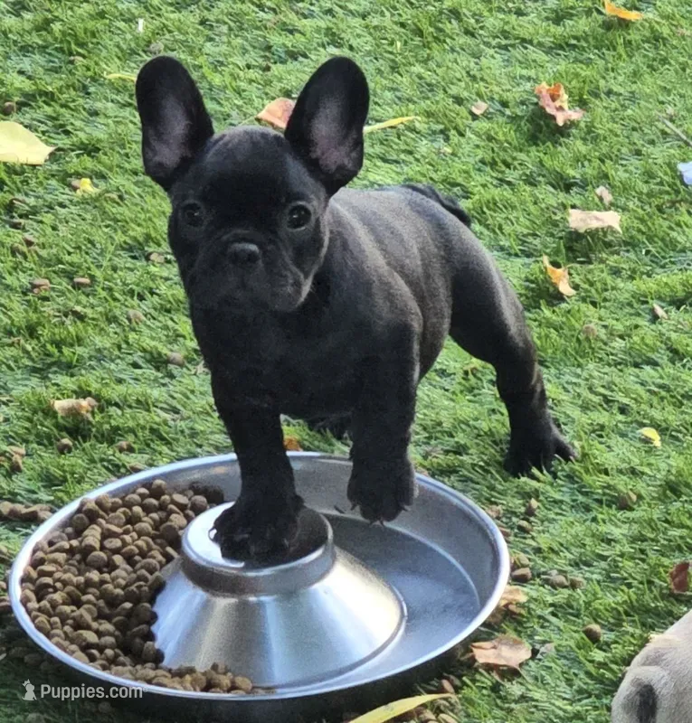 Char Cole – French Bulldog puppy for sale in Houston, TX