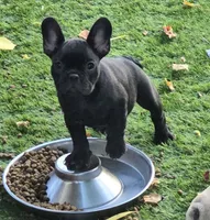 Char Cole, a male French Bulldog for sale in Houston, TX – 1 of 5