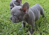 Felix, a male French Bulldog for sale in Houston, TX – 5 of 7