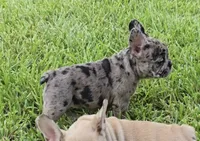 Heidi , a female French Bulldog for sale in Houston, TX – 5 of 10