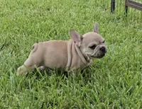 Maximus, a male French Bulldog for sale in Houston, TX – 5 of 8