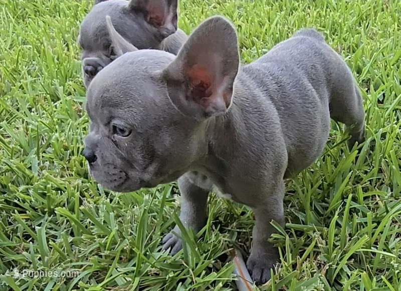 Lilly  – French Bulldog puppy for sale in Houston, TX