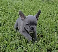 Lilly , a female French Bulldog for sale in Houston, TX – 7 of 7