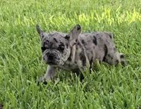 Heidi , a female French Bulldog for sale in Houston, TX – 7 of 10
