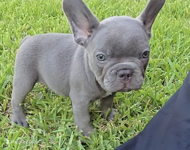 Felix – French Bulldog puppy for sale in Houston, TX