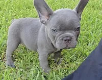 Felix, a male French Bulldog for sale in Houston, TX – 1 of 7