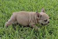 Maximus, a male French Bulldog for sale in Houston, TX – 8 of 8