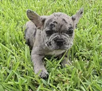 Heidi , a female French Bulldog for sale in Houston, TX – 6 of 10