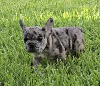 Heidi , a female French Bulldog for sale in Houston, TX – 10 of 10