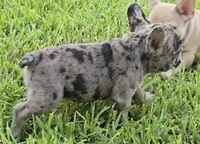 Heidi , a female French Bulldog for sale in Houston, TX – 8 of 10