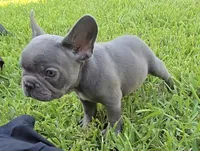 Felix, a male French Bulldog for sale in Houston, TX – 4 of 7