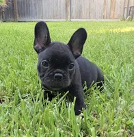 Char Cole , a male French Bulldog for sale in Houston, TX – 8 of 9