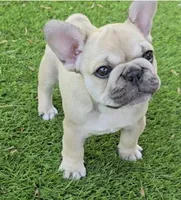 Lyrical Masterpiece, a female French Bulldog for sale in Houston, TX – Photo 8 of 10